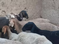 Oveja, Arashan sheep — foto 3