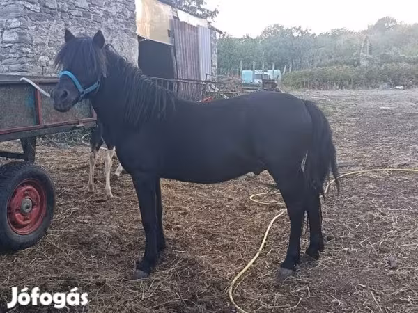 雄馬, 馬