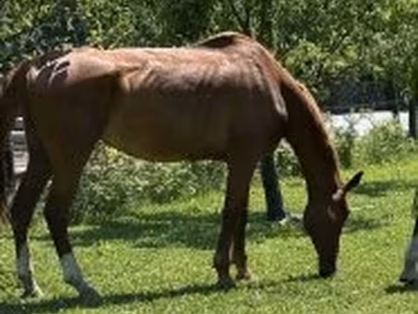 Cavalo, Hungarian horse breed