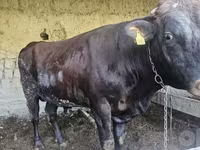 Бык, Эстонская красная корова — фото 2