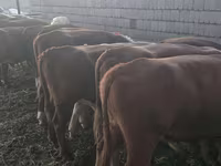 Buğa, Qazaxıstan ağbaş inəyi — foto 2