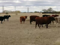 Cow, Swiss cattle — photo 2