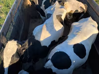 Byk, Russian Black pied cattle — zdjęcie 1