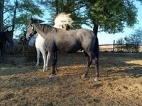 公马, Lipizzaner — 照片 3