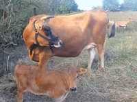 Vache, Race Jersey — photo 1