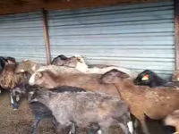 公羊, Adal sheep — 照片 1