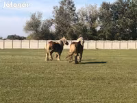 Caballo, Belgian Draught — foto 4
