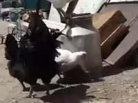 Leghorn — Foto 2