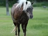 Cheval, Chevaux — photo 4
