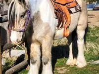 Stute, Gypsy horse — Foto 6
