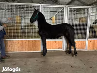 Kůň, Friesian — foto 7