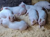 Boar, Pigs — photo 1