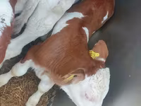 Taureau, Simmental cattle — photo 4