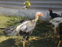 Chickens — photo 2