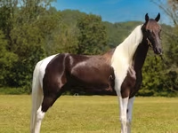 حصان, Tennessee Walking Horse — الصورة 5