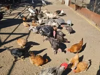 Chickens — photo 1