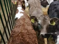 Taureau, Vache limousine — photo 3