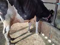 Vaca, Raza Holstein — foto 4