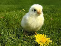 Anglický bílý — foto 7