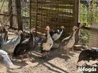 लैवेंडर — फ़ोटो 2