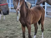 Caballo, Akhal-Teke — foto 2