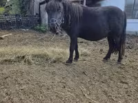 公马, Horses — 照片 3
