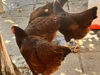 Rhode Island Red — foto 6