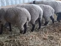 Schaf, White Suffolk sheep — Foto 3