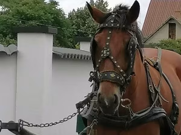 Бээ, Аттар