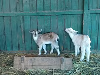 बकरियाँ (लॉट, लिंग निर्दिष्ट नहीं), Saanen goat — फ़ोटो 8
