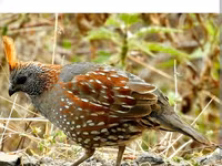 King Quail — photo 3