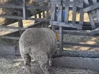 भेड़, Beltex sheep — फ़ोटो 2