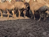 मेढ़ा, Arashan sheep — फ़ोटो 1
