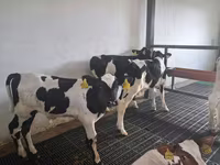 Byk, Russian Black pied cattle — zdjęcie 2