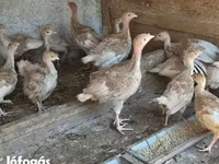 बोर्बन रेड — फ़ोटो 2