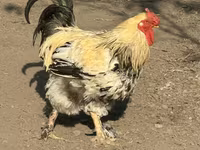 Gallina checa dorada veteada — foto 1