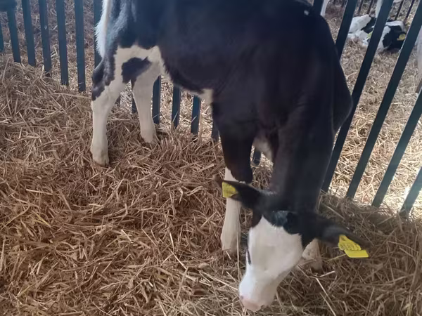 Vaca, Aberdeen-Angus