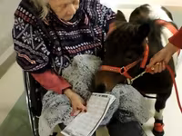 公马, Miniature horse — 照片 3