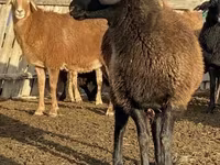 母羊, Edilbay sheep — 照片 1