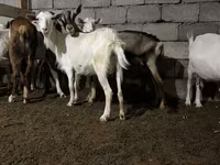 Koza, Saanen goat — zdjęcie 1