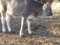 गाय, भूरी कार्पातियन नस्ल — फ़ोटो 2