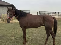 Caballo, Arabian horse — foto 3
