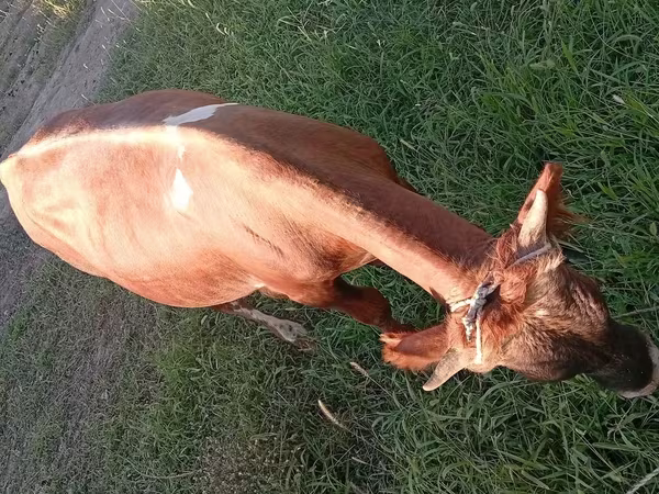 Toro, Ganado vacuno