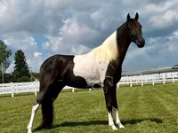 公马, Tennessee Walking Horse — 照片 4