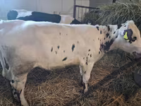 Krowa, Russian Black pied cattle — zdjęcie 3