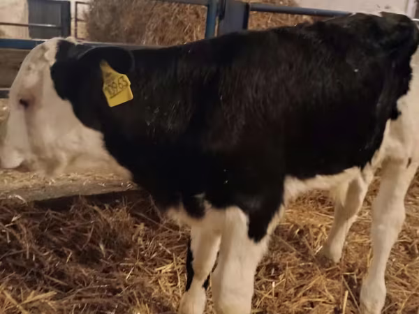 Toro, Simmental cattle