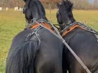 Koń, Hungarian horse breed — zdjęcie 3
