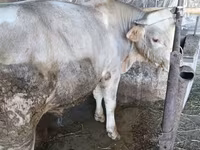 Taureau, Swiss cattle — photo 6