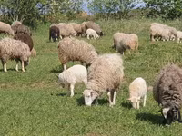 Brebis, Edilbay sheep — photo 3