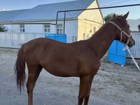 Caballo, Arabian horse — foto 2